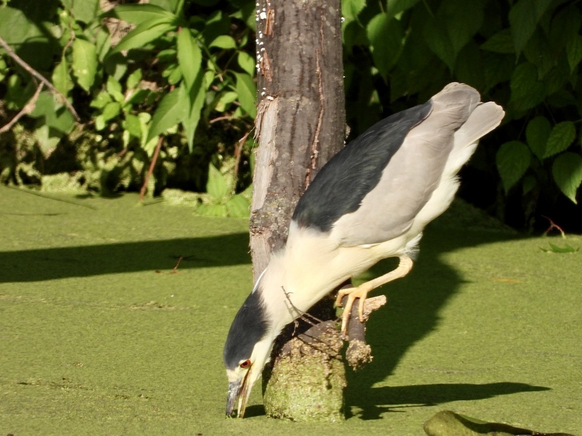 Black-crowned Night Heron - ML608371956