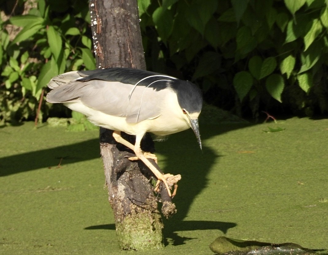 Black-crowned Night Heron - Jean Hampson