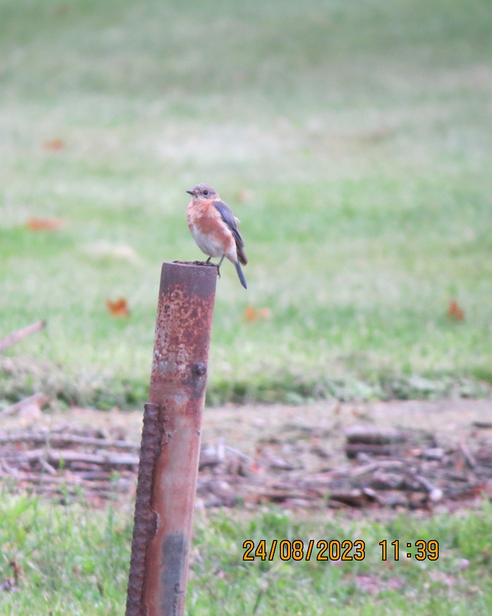 Eastern Bluebird - ML608371964