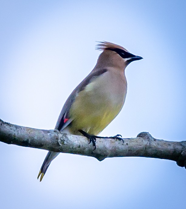 Cedar Waxwing - JEFFERY LANCASTER