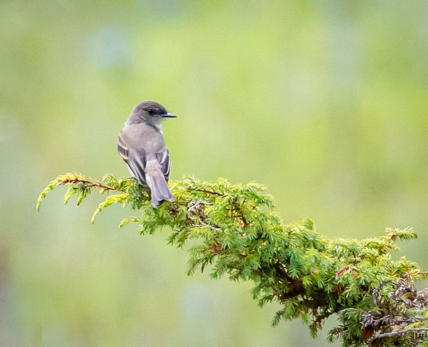 Eastern Phoebe - JEFFERY LANCASTER