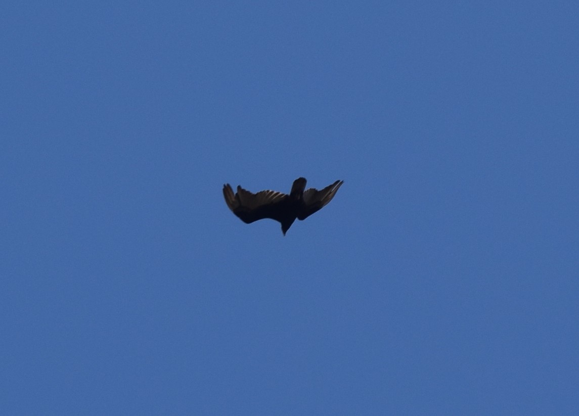 Turkey Vulture - William Harmon