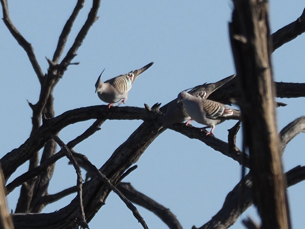 Crested Pigeon - ML608372259
