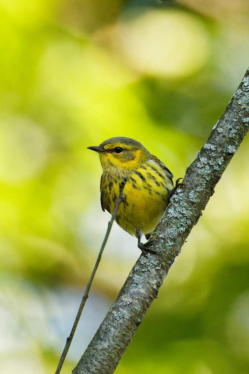 Cape May Warbler - Ruogu Li