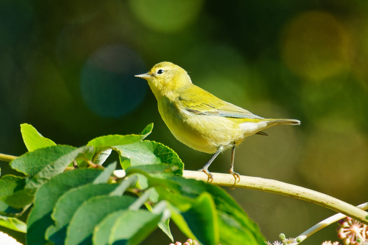 Tennessee Warbler - ML608372291