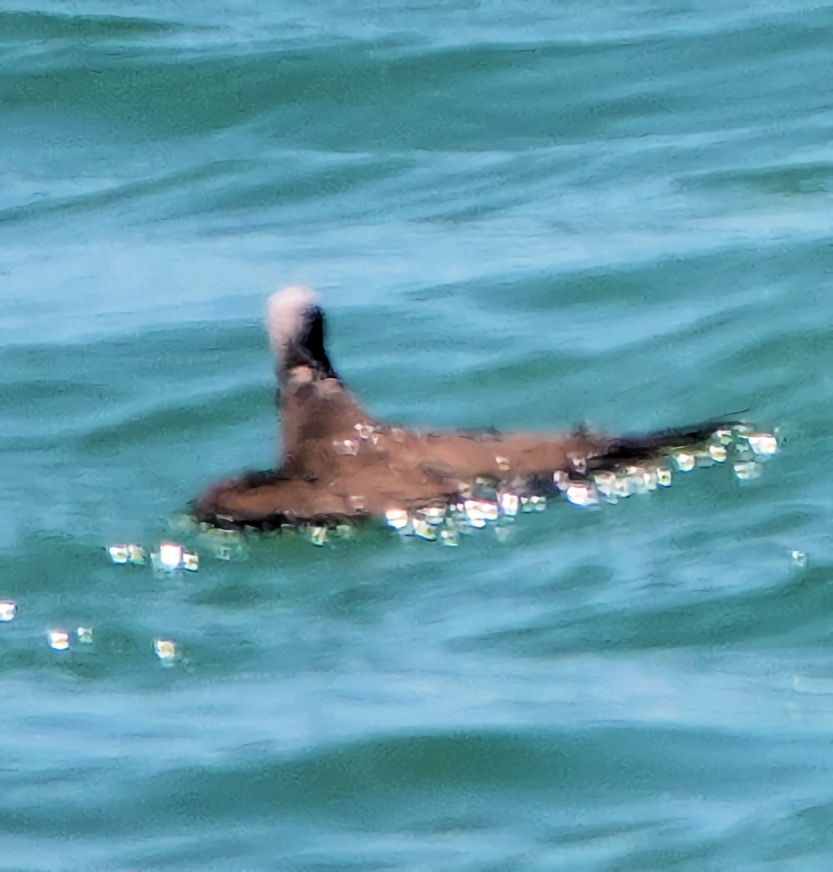 Brown Noddy - ML608372303