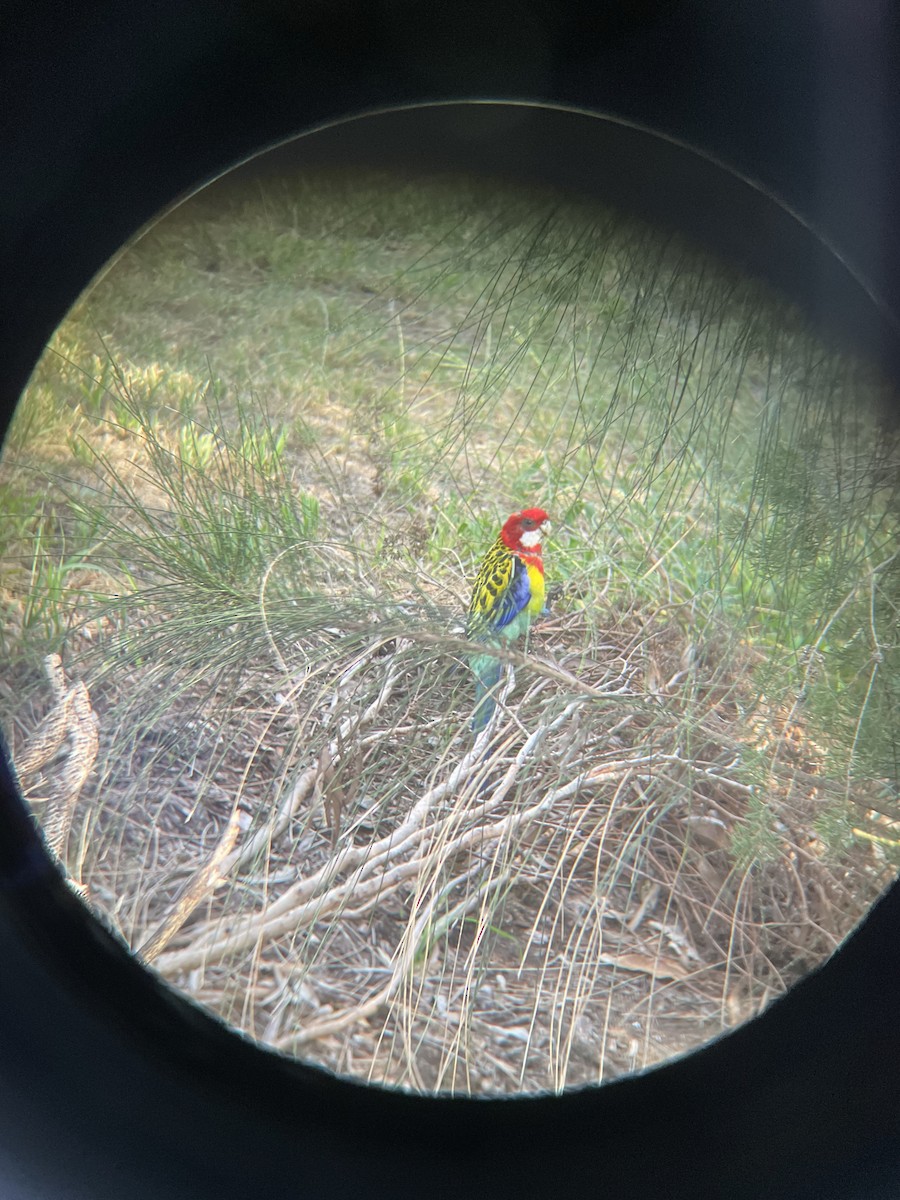 Eastern Rosella - ML608372330