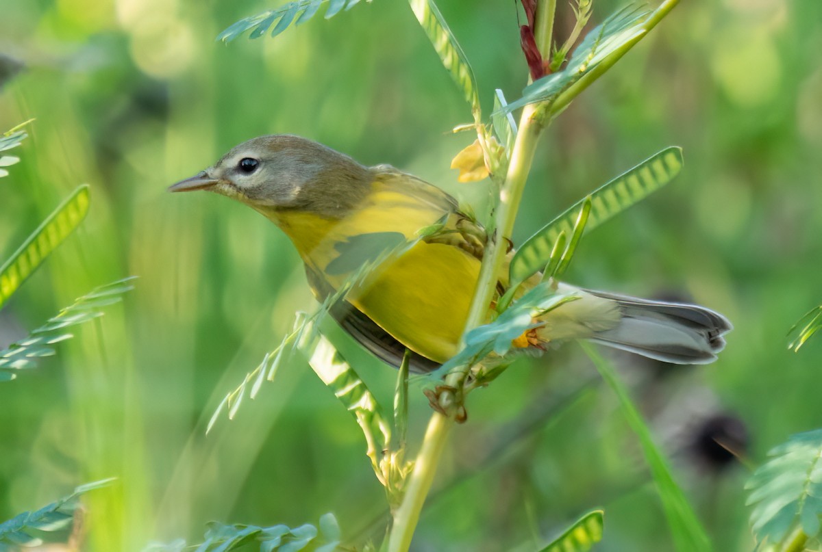 Prairie Warbler - Ryan McGrady