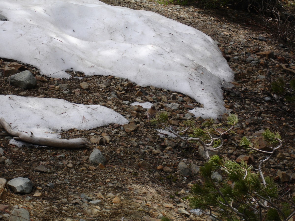 Gray-crowned Rosy-Finch - Elliot Chasin