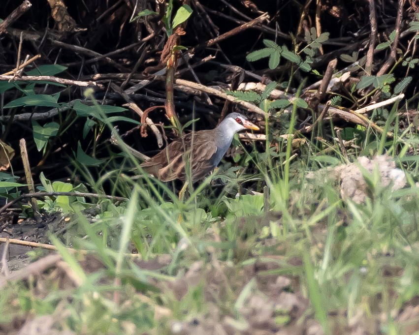 White-browed Crake - ML608372445