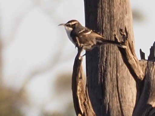 Chestnut-crowned Babbler - ML608372583