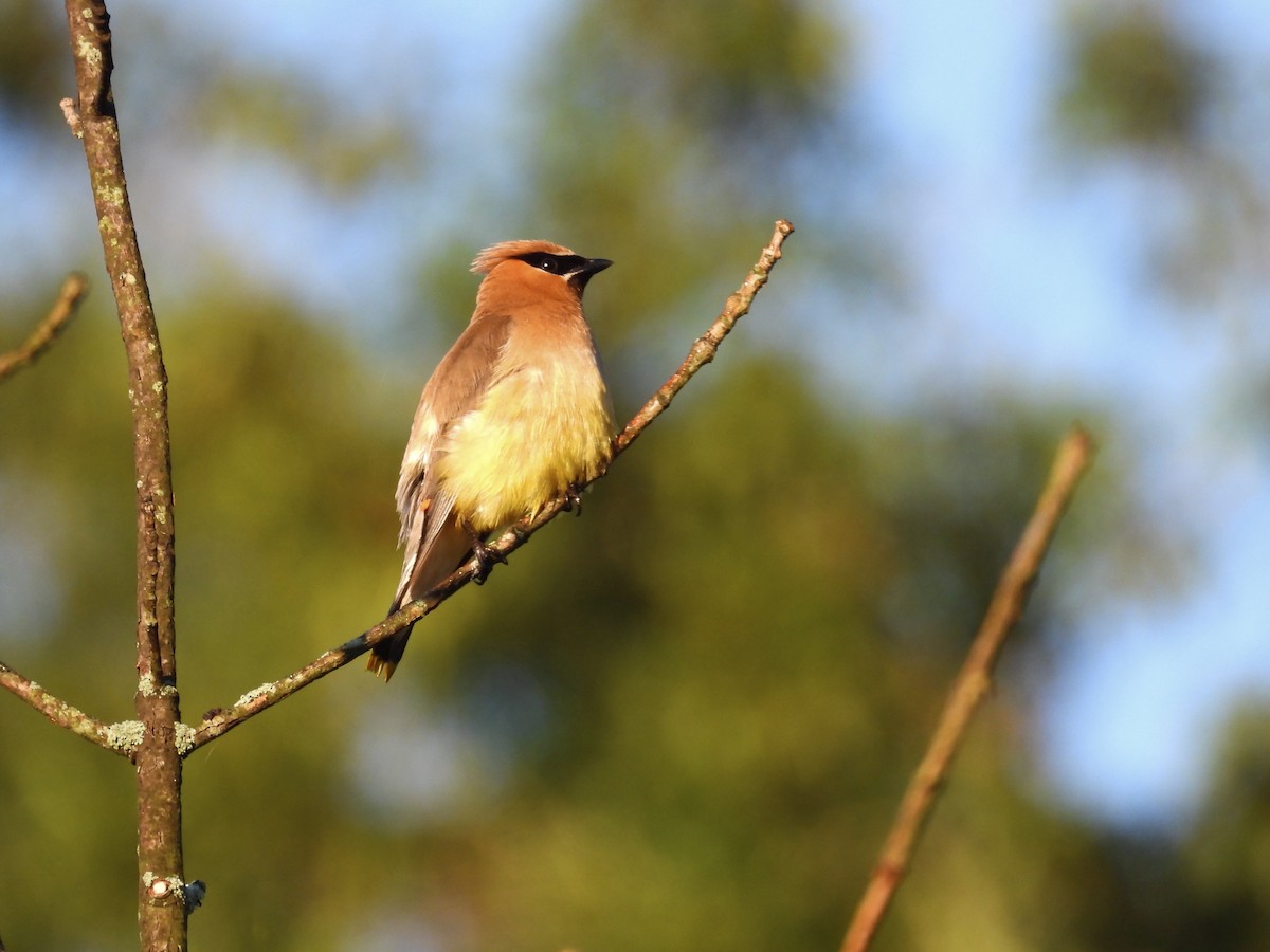 Cedar Waxwing - ML608372597