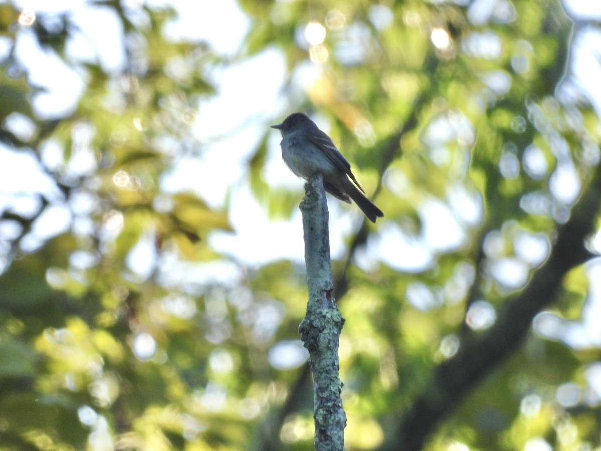 Eastern Wood-Pewee - ML608372644