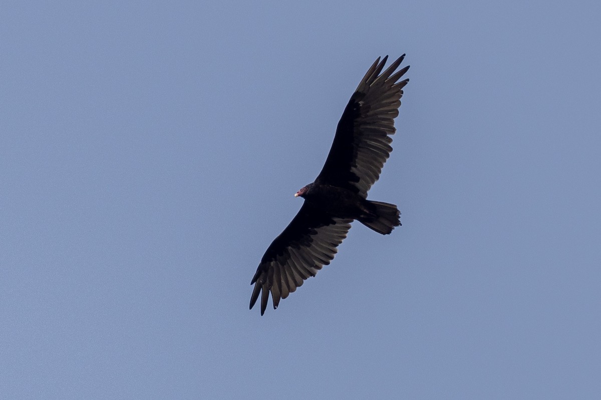 Turkey Vulture - ML608372689