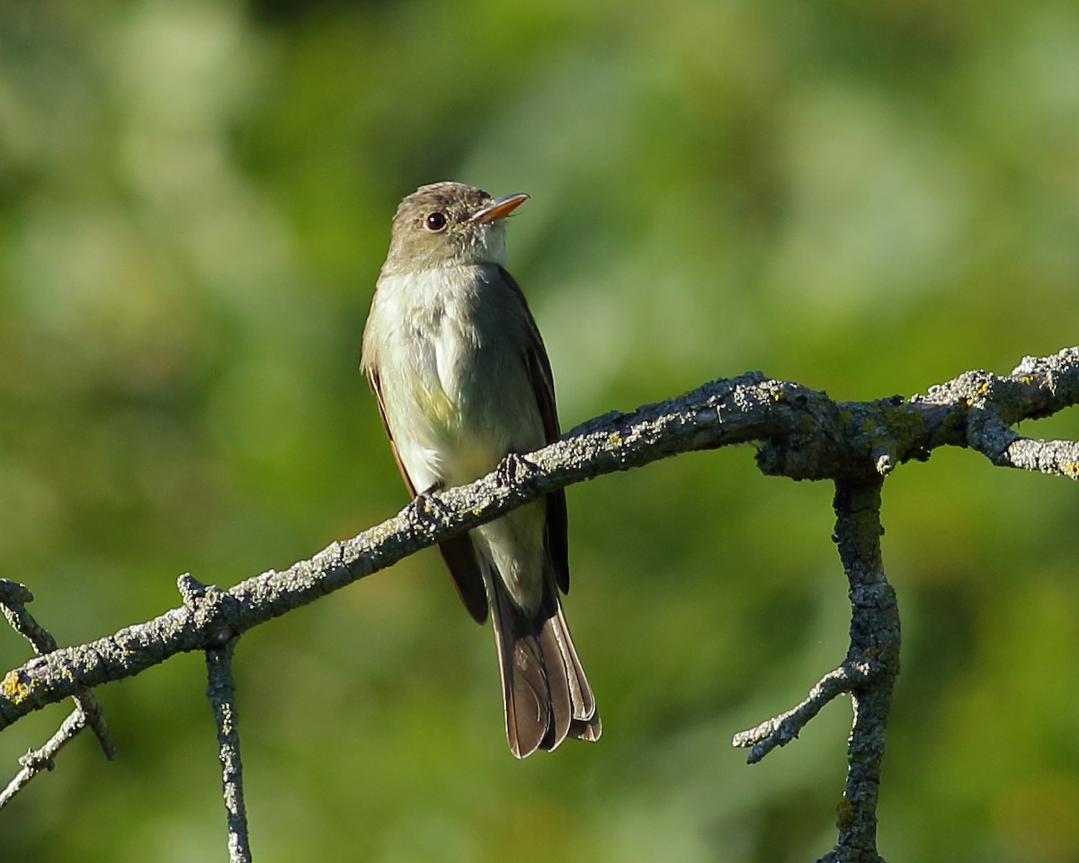 Eastern Wood-Pewee - ML608372701