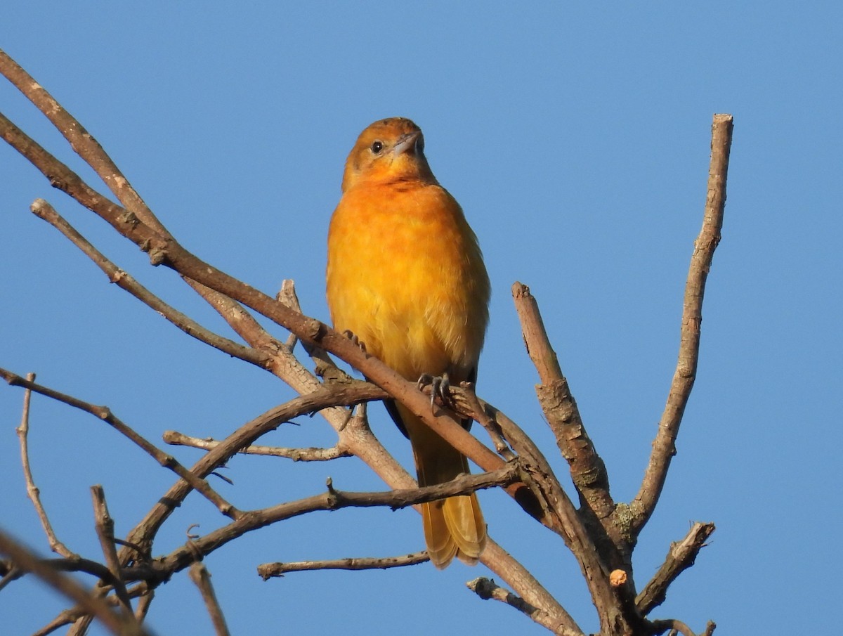 Baltimore Oriole - Clayton Will