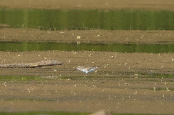 White-rumped Sandpiper - ML608372865