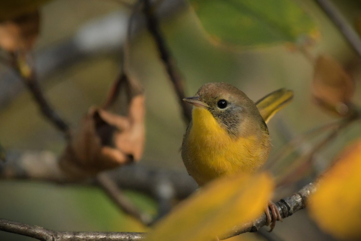 Common Yellowthroat - ML608372911