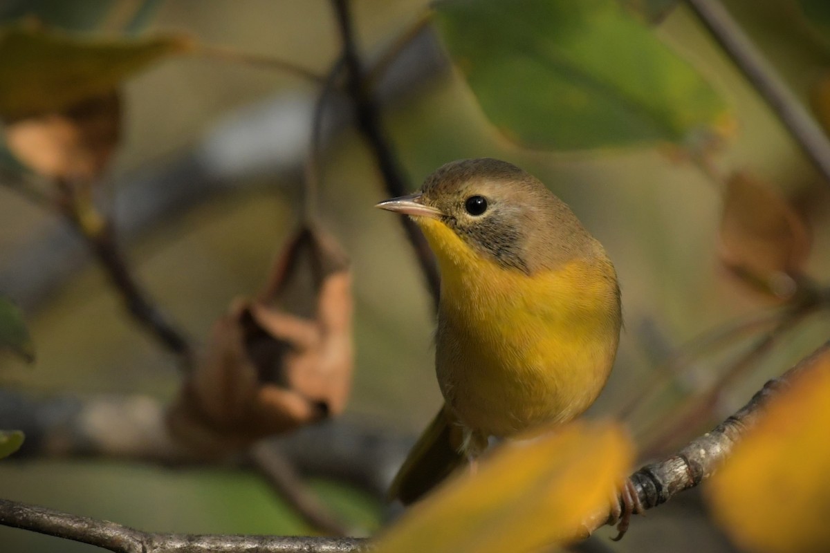 Common Yellowthroat - ML608372912