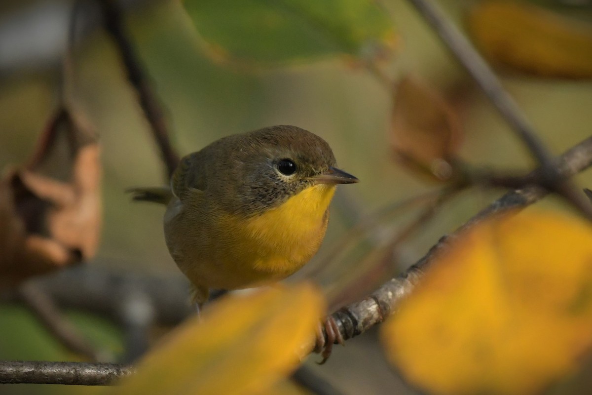 Common Yellowthroat - ML608372914