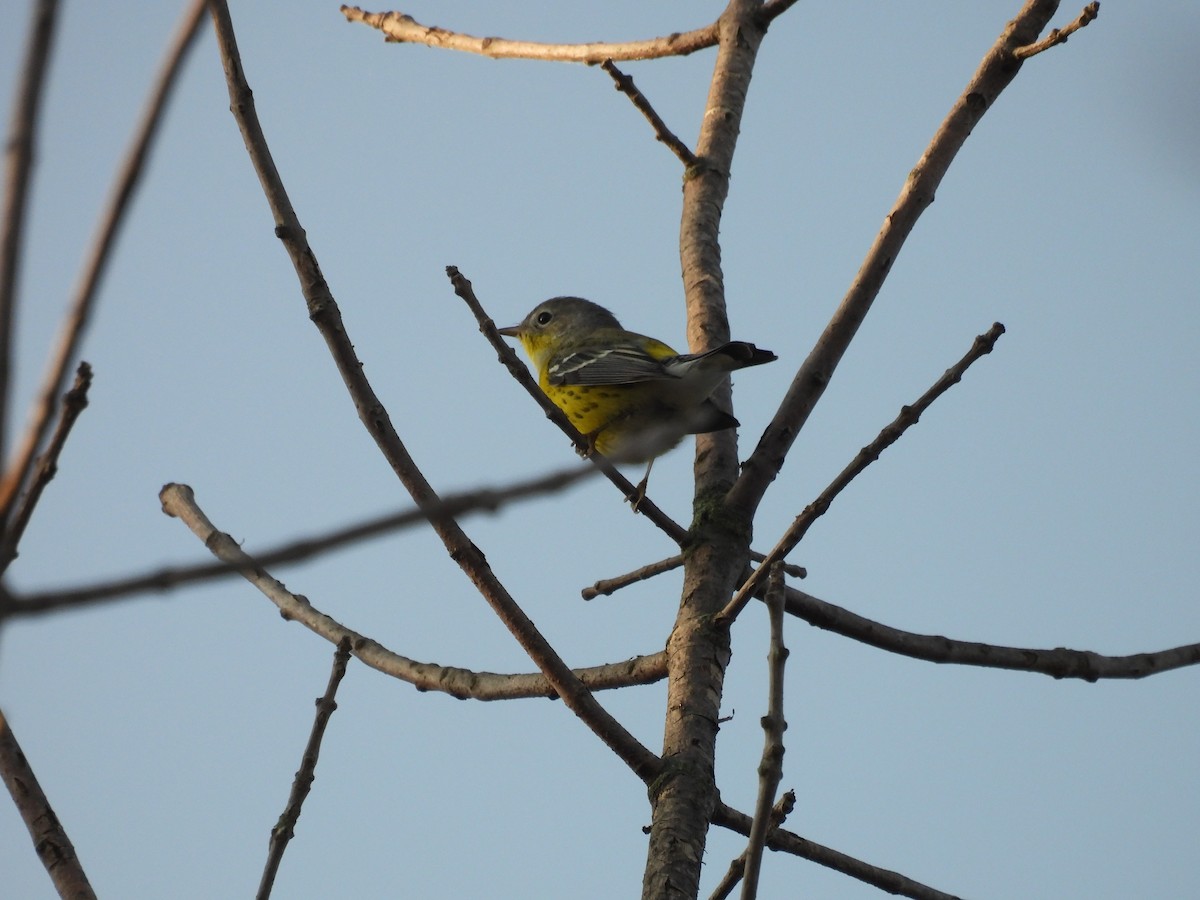 Magnolia Warbler - Clayton Will