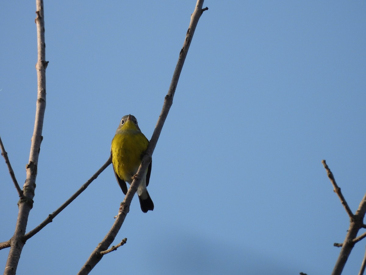 Magnolia Warbler - Clayton Will