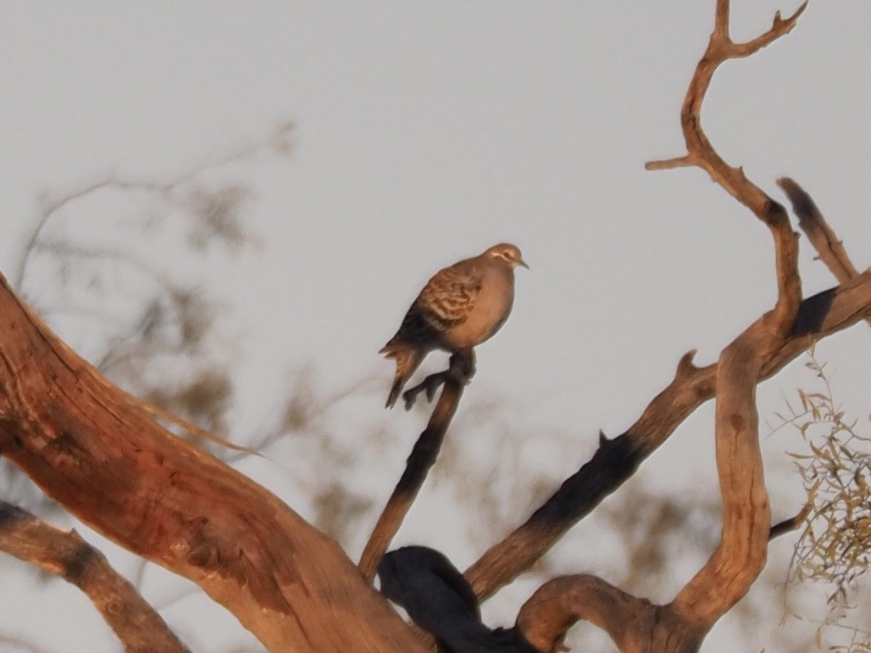 Common Bronzewing - Kelly Siderio