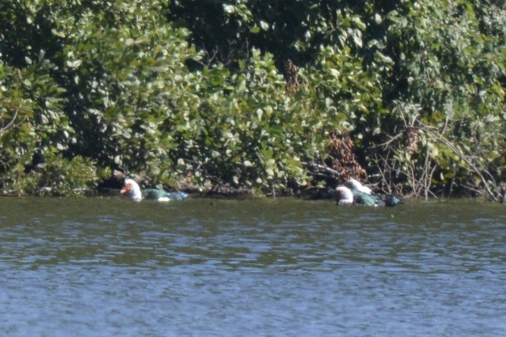 Muscovy Duck (Domestic type) - ML608373135