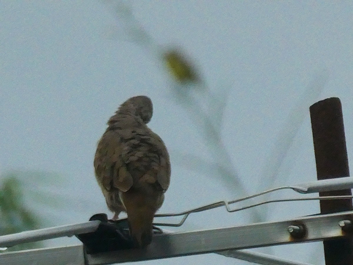 Ruddy Ground Dove - ML608373136