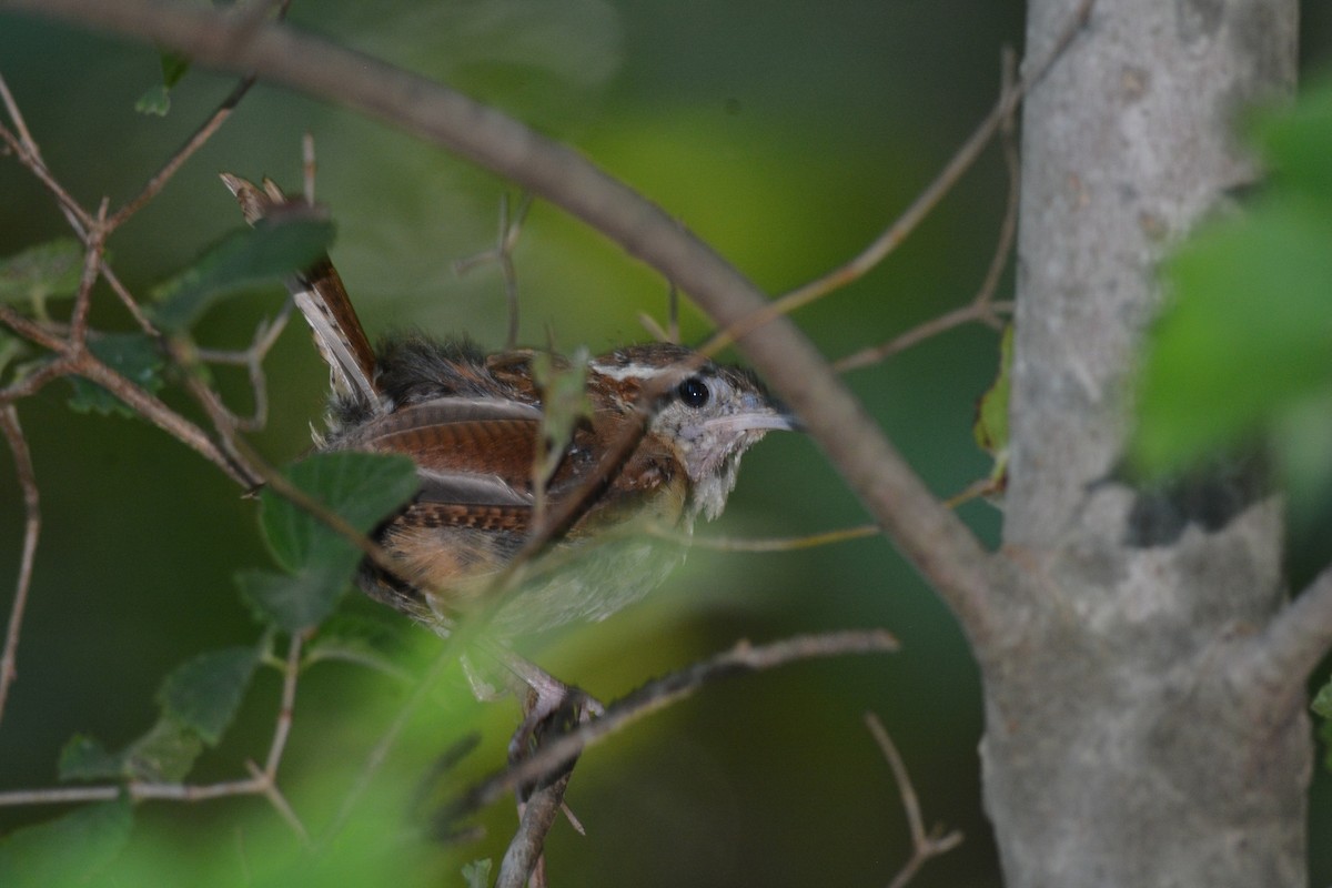 Carolina Wren - ML608373244