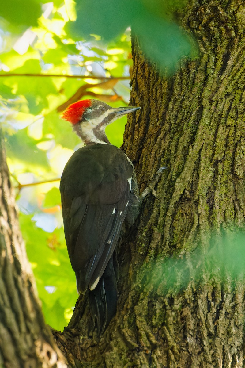 Pileated Woodpecker - ML608373332