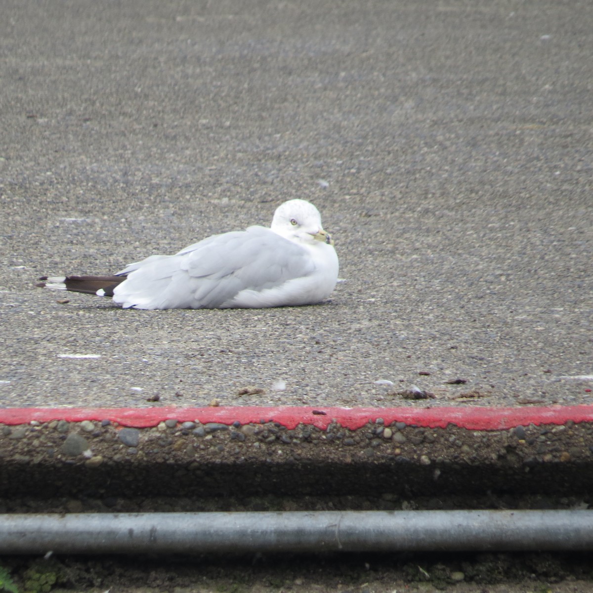 Ring-billed Gull - ML608373367