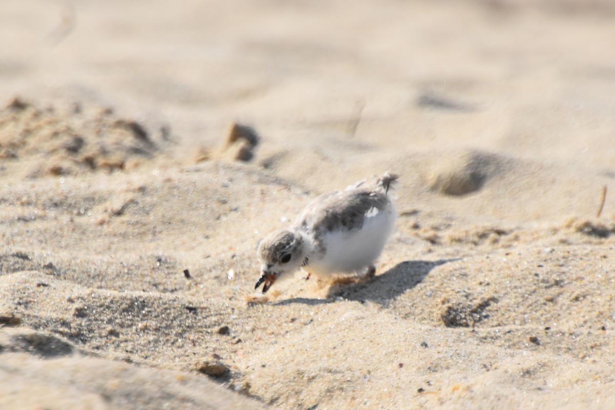 Piping Plover - Valerie Burdette