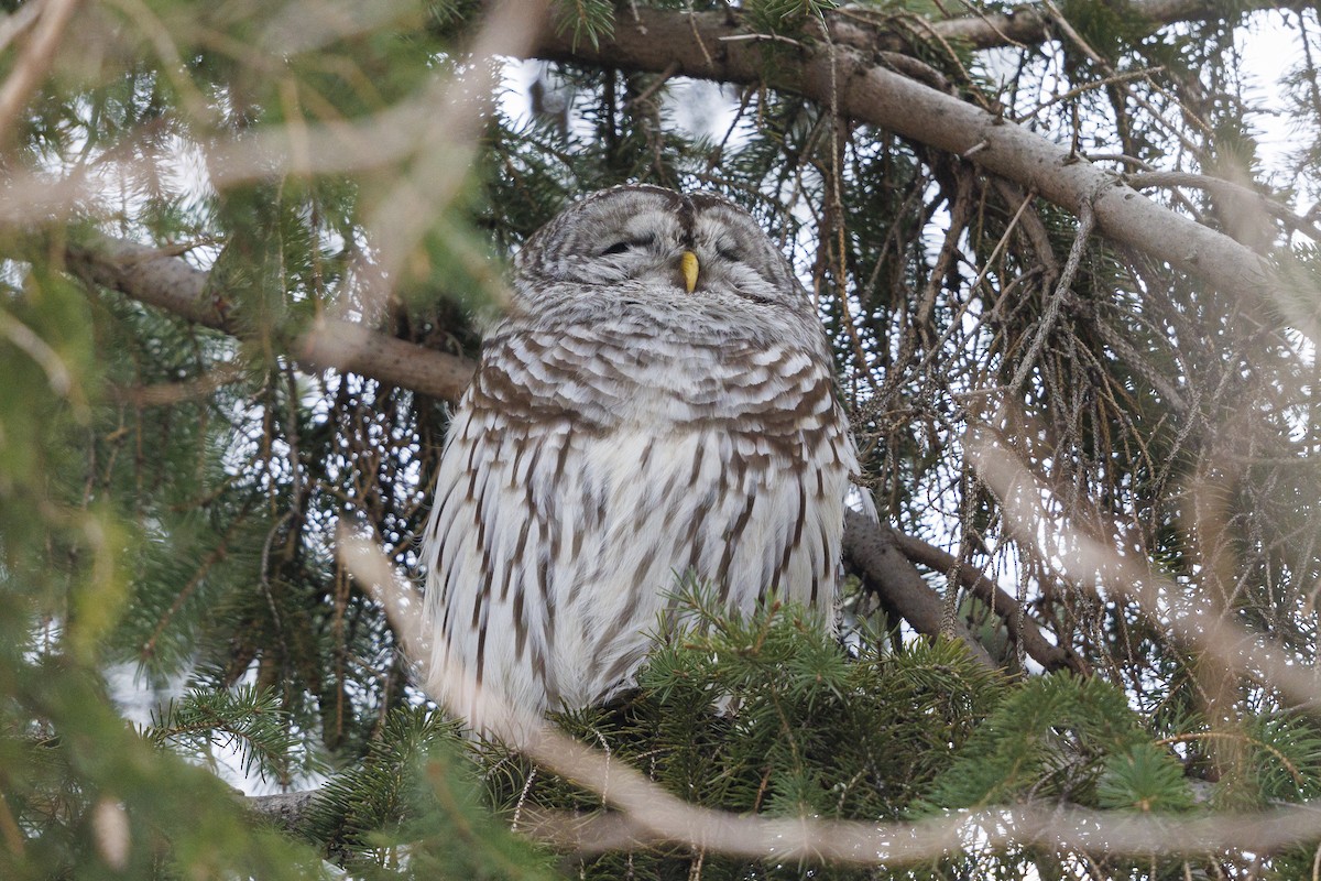 Barred Owl - Peter Hawrylyshyn