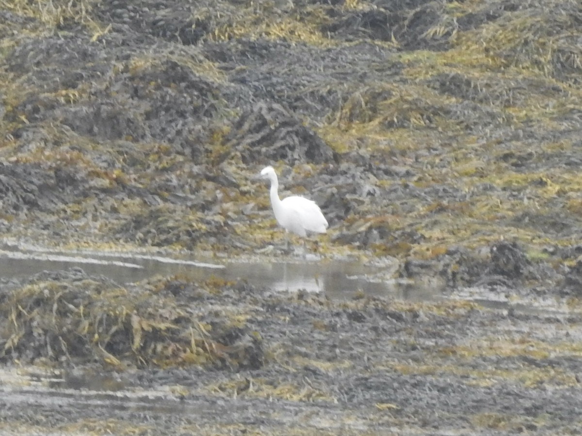 Little Egret - ML608373507