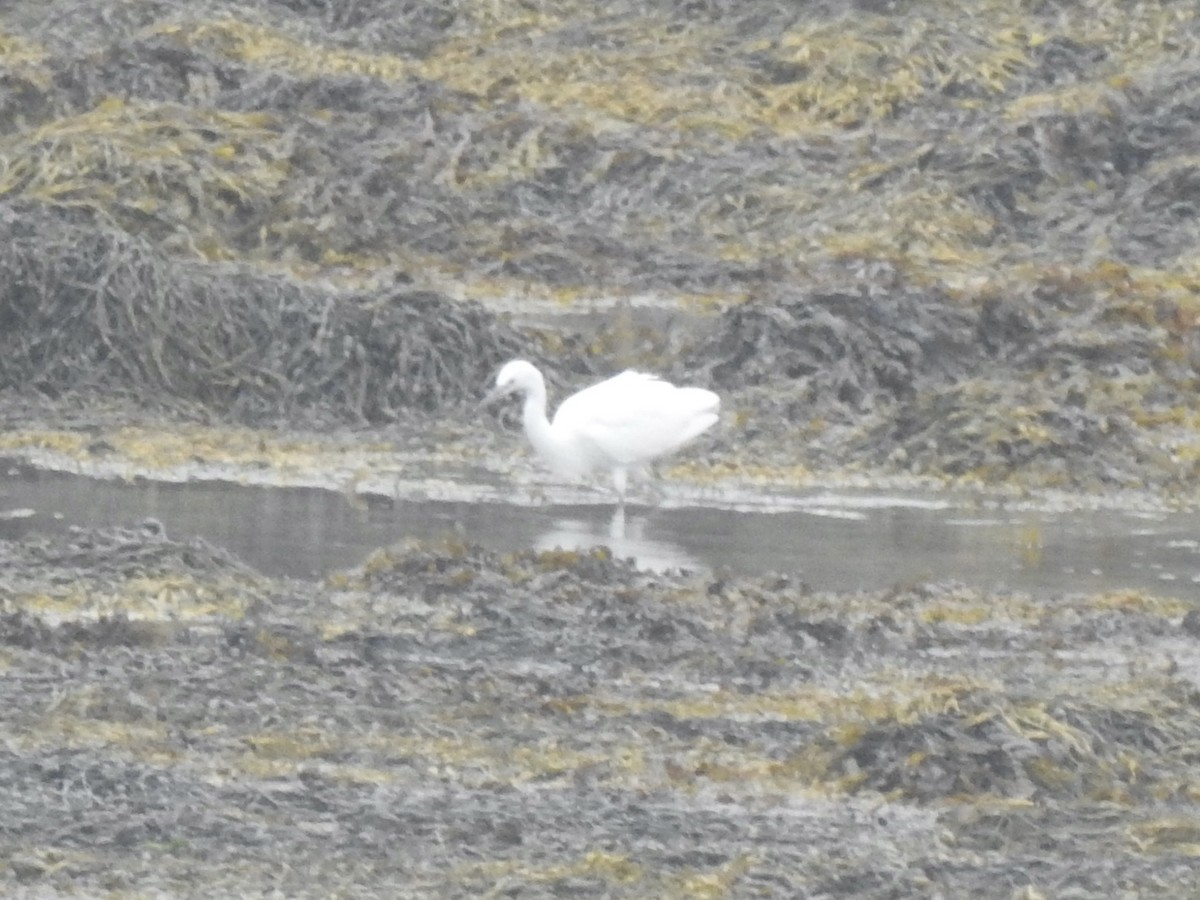 Little Egret - ML608373517