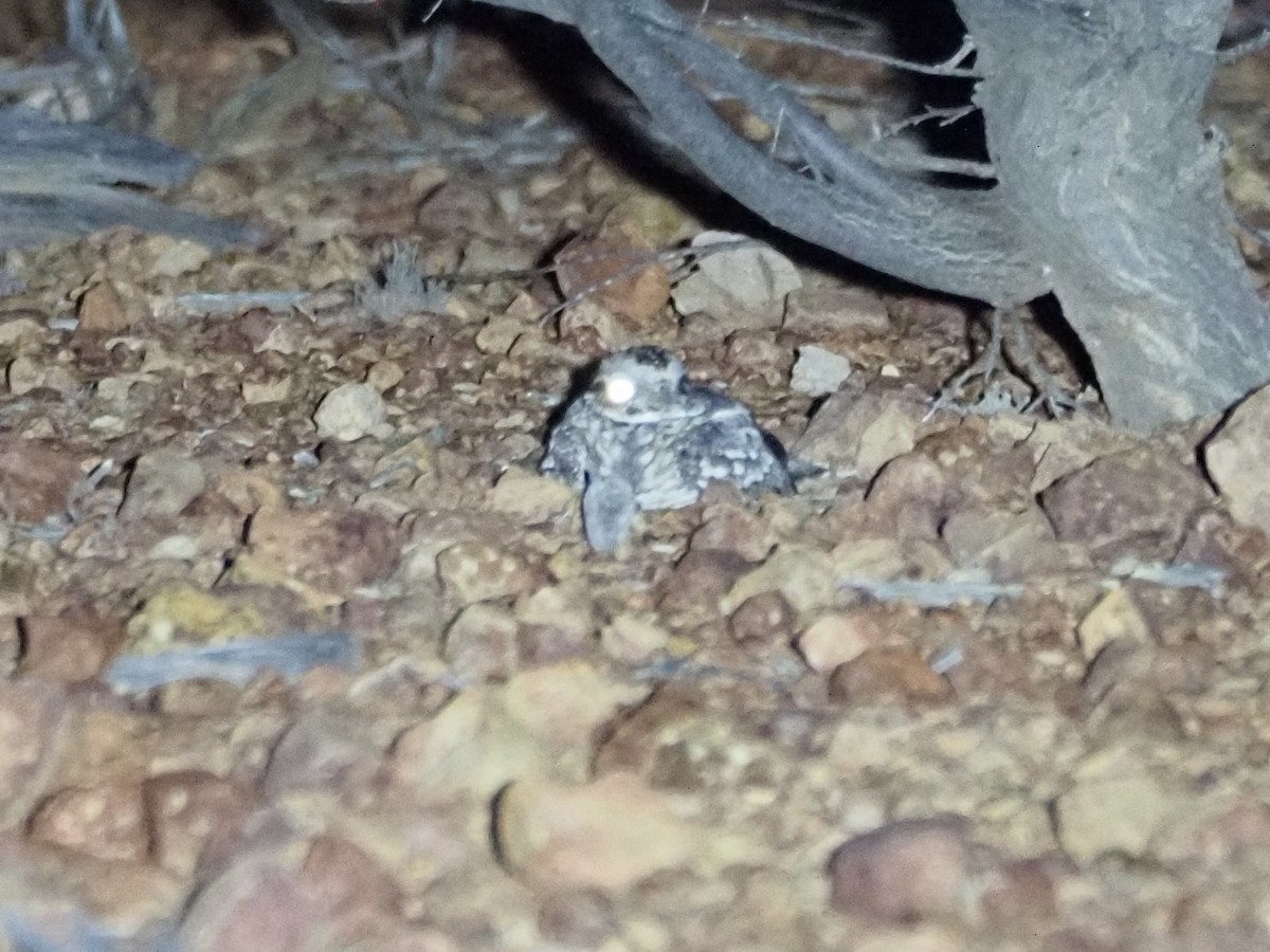 Spotted Nightjar - ML608373520