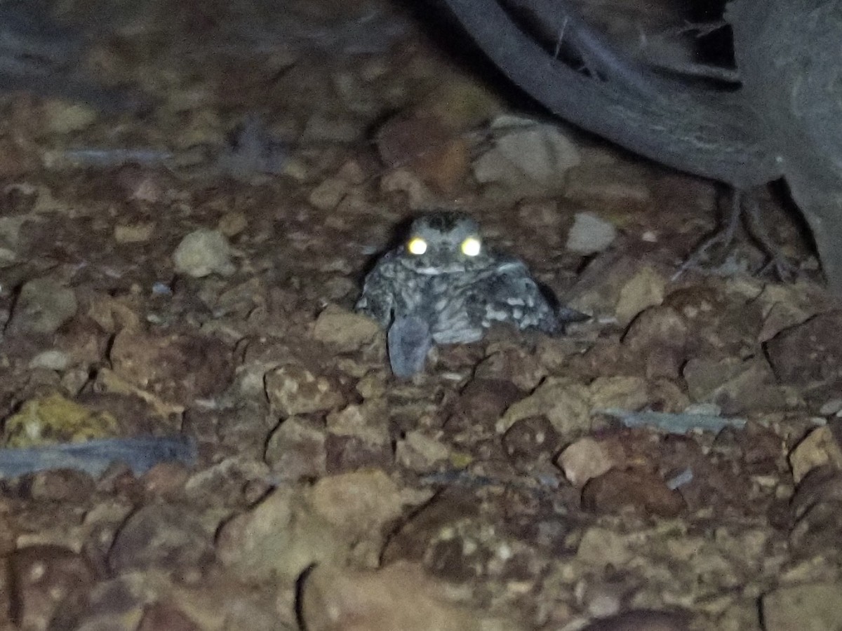 Spotted Nightjar - ML608373522