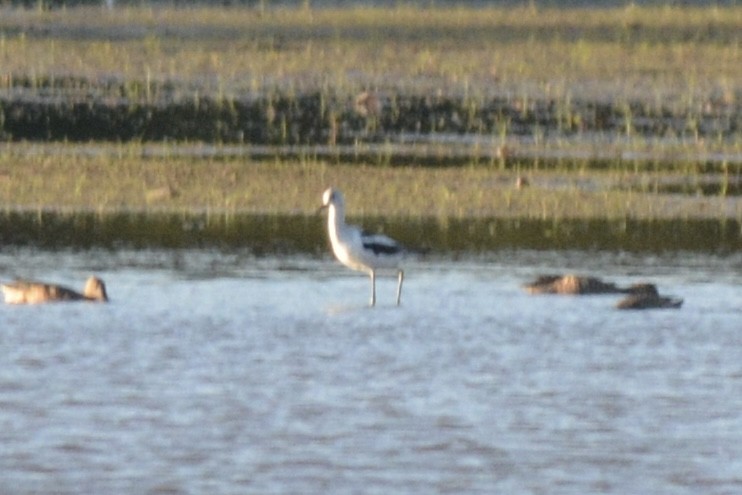 American Avocet - ML608373668