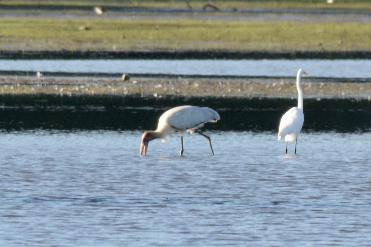 Wood Stork - ML608373682