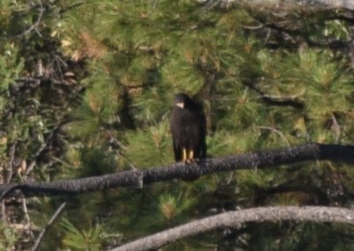 Common Black Hawk - William Harmon