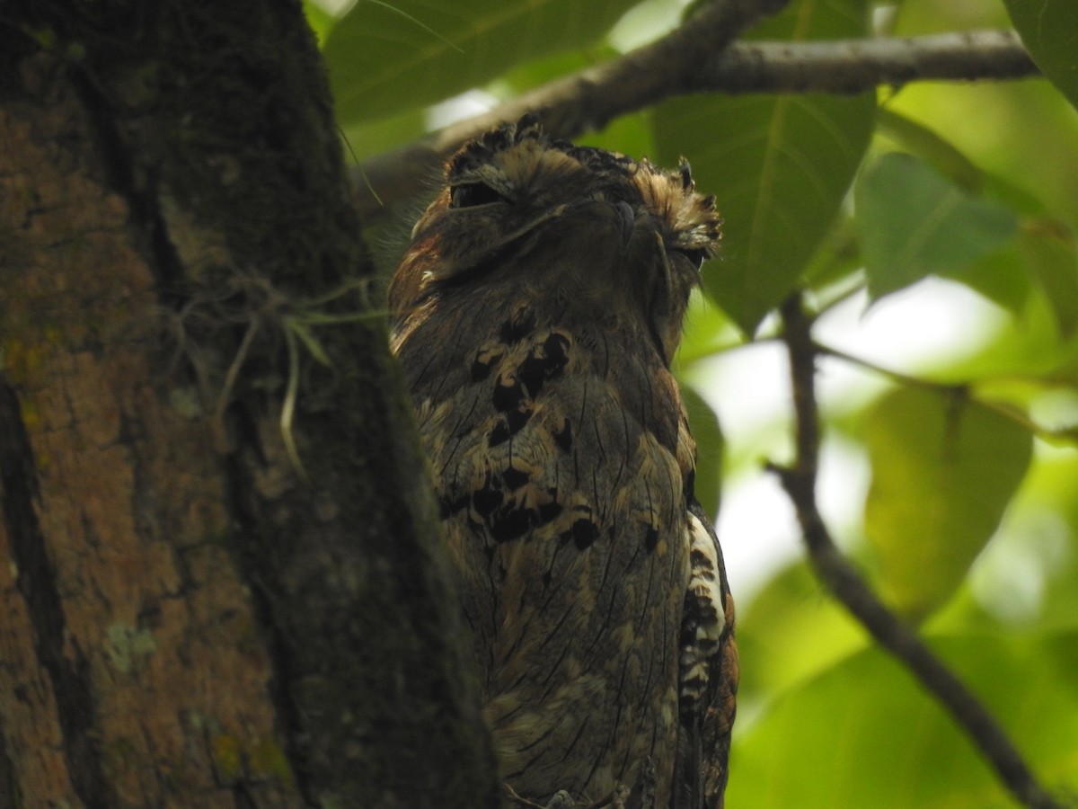 Northern Potoo - ML608373897