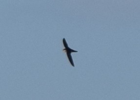 White-throated Swift - ML608373953