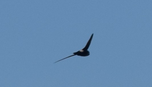 White-throated Swift - ML608373954