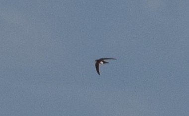 White-throated Swift - ML608373955