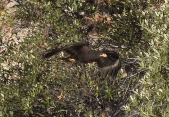 Common Black Hawk - William Harmon