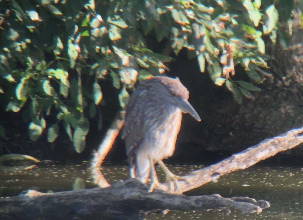 Black-crowned Night Heron - ML608374001