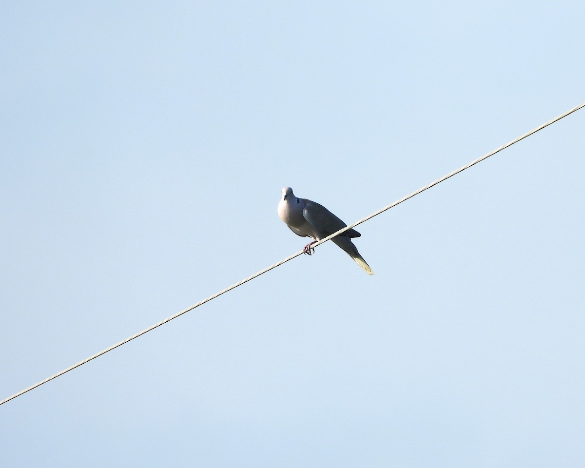 Eurasian Collared-Dove - ML608374014