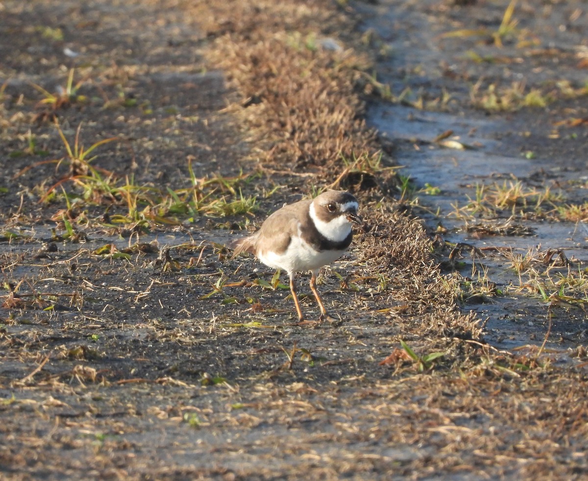 Semipalmated Plover - ML608374027