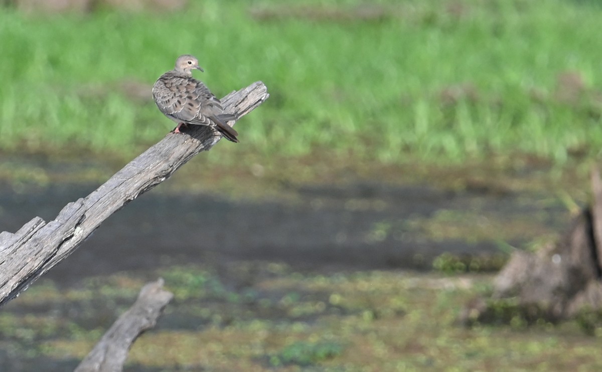 Mourning Dove - ML608374095